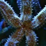 A starfish at Bristol Aquarium.