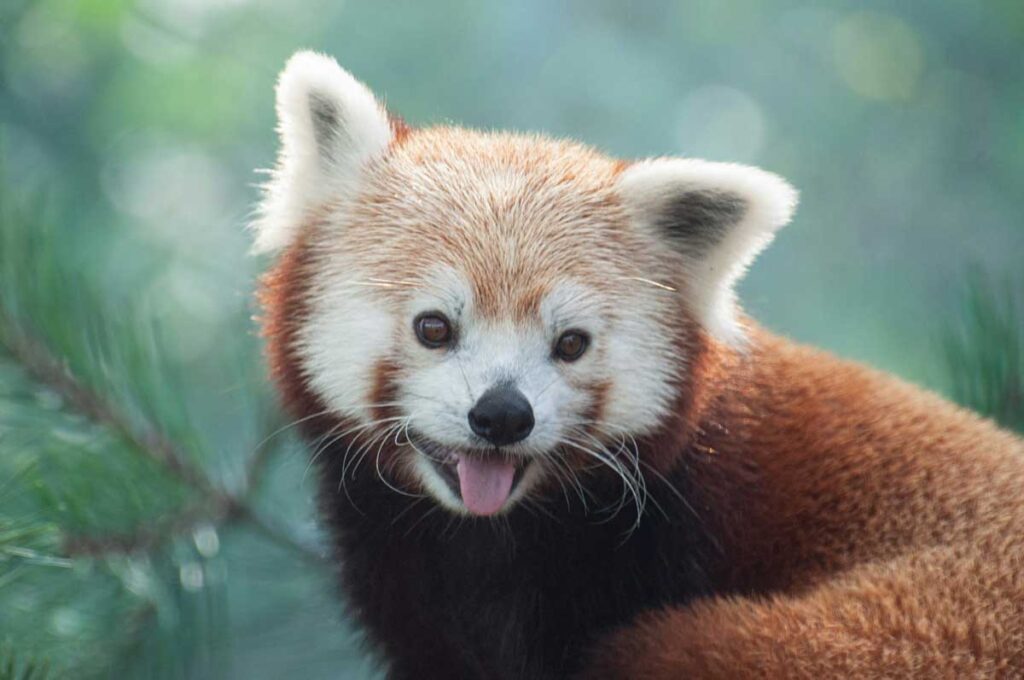 A red panda at Cleveland Metroparks Zoo in Cleveland, Ohio.