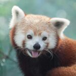 A red panda at Cleveland Metroparks Zoo in Cleveland, Ohio.