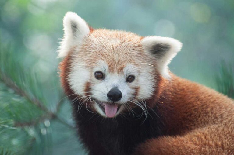 A red panda at Cleveland Metroparks Zoo in Cleveland, Ohio.