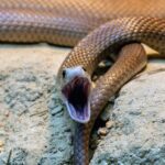 An eastern brown snake.