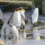 Penguins at Edinburgh Zoo, Scotland.