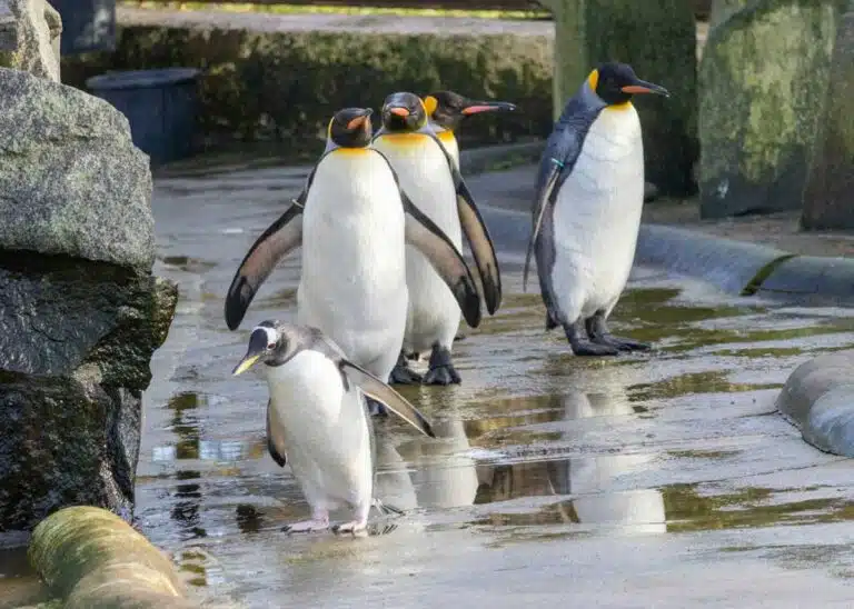 Penguins at Edinburgh Zoo, Scotland.