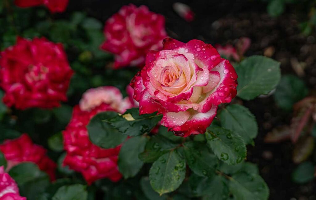 The International Rose Test Garden in Portland.