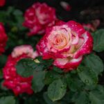 The International Rose Test Garden in Portland.