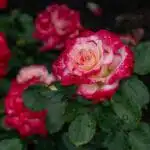 The International Rose Test Garden in Portland.
