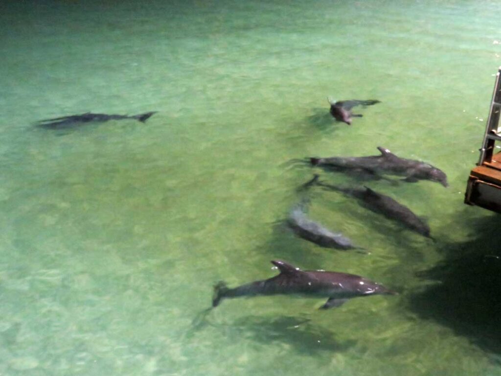 The dolphins coming in for a feed at Moreton Island, Queensland.