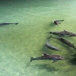 The dolphins coming in for a feed at Moreton Island, Queensland.
