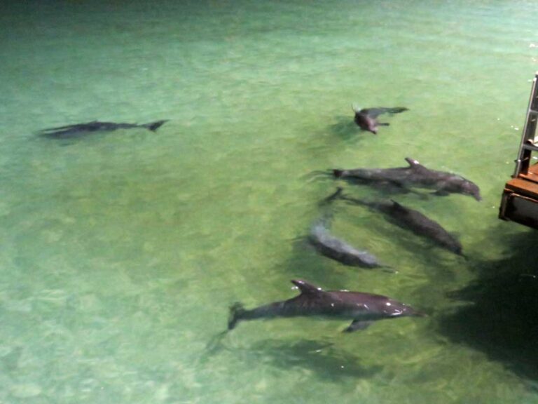 The dolphins coming in for a feed at Moreton Island, Queensland.