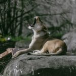 Oregon Zoo in Portland, Oregon.