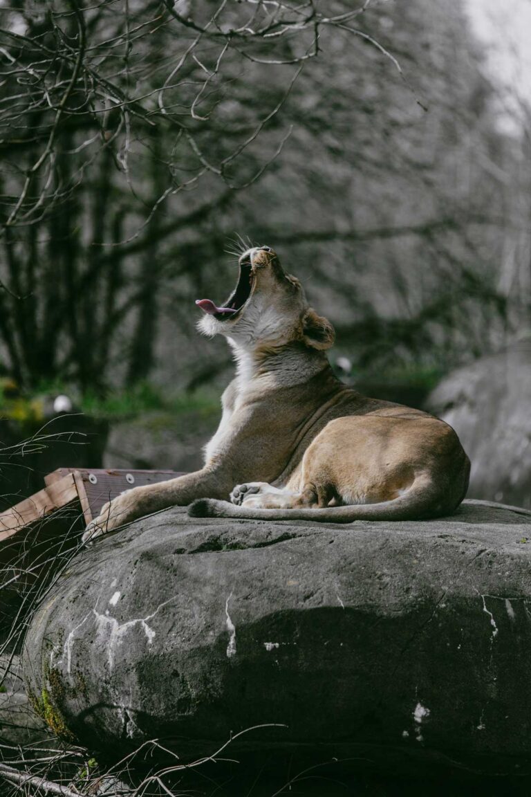 Oregon Zoo in Portland, Oregon.