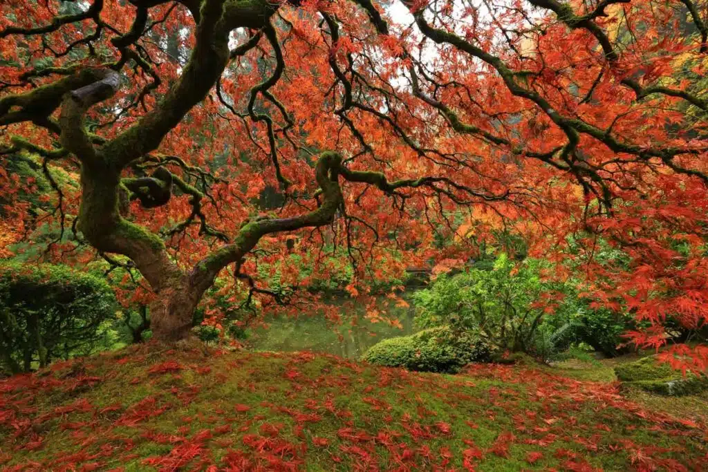 The Portland Japanese Garden in Portland, Oregon.