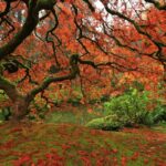 The Portland Japanese Garden in Portland, Oregon.