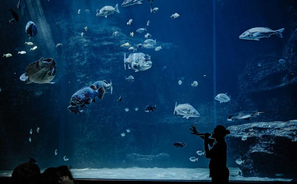 Inside the Two Oceans Aquarium, Cape Town.