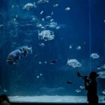 Inside the Two Oceans Aquarium, Cape Town.