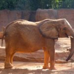 One of the elephants at Zoo Atlanta.