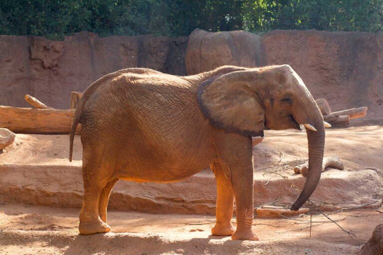 One of the elephants at Zoo Atlanta.