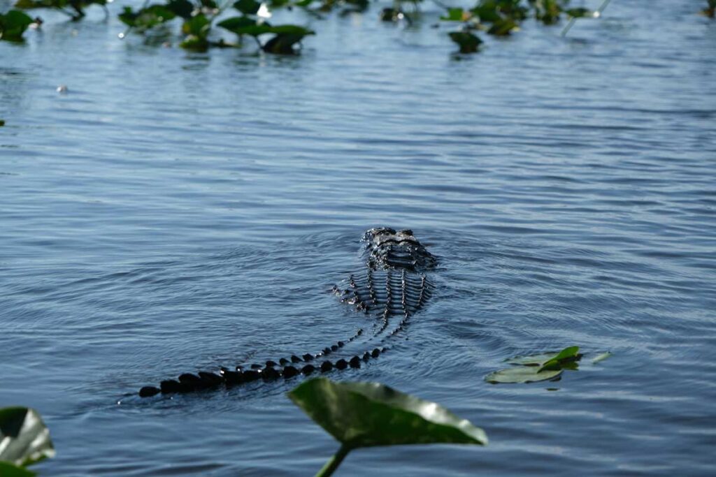 Alligators are among the many creatures spotted on Everglades tours in Florida.