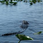 Alligators are among the many creatures spotted on Everglades tours in Florida.