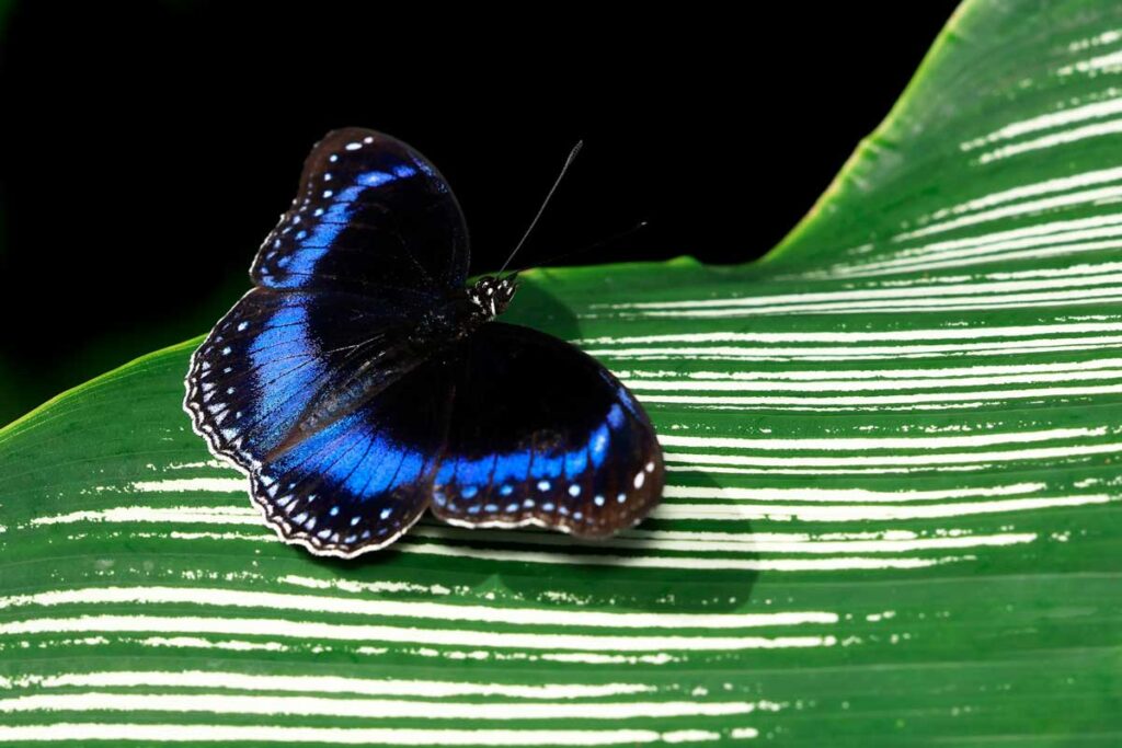 A blue-banded eggfly butterfly at the Australian Butterfly Sanctuary in Kuranda, Queensland.