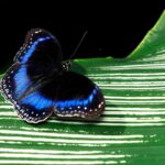 A blue-banded eggfly butterfly at the Australian Butterfly Sanctuary in Kuranda, Queensland.