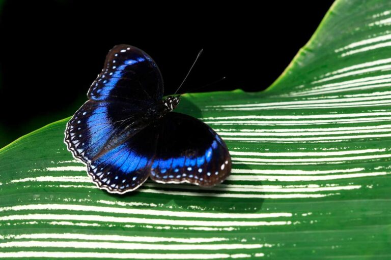 A blue-banded eggfly butterfly at the Australian Butterfly Sanctuary in Kuranda, Queensland.