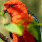 One of the locals at Bird Paradise in Singapore.