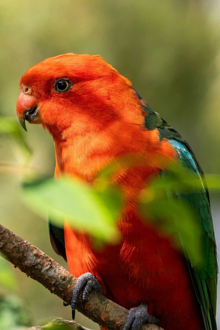 One of the locals at Bird Paradise in Singapore.