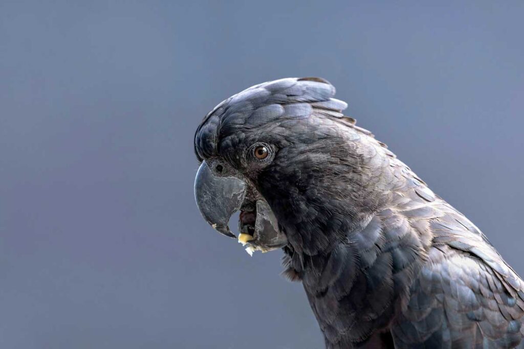 A black cockatoo at Birdworld Kuranda near Cairns, Queensland.