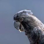 A black cockatoo at Birdworld Kuranda near Cairns, Queensland.