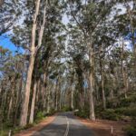 The Boranup Karri Forest in the Margaret River region of Western Australia.