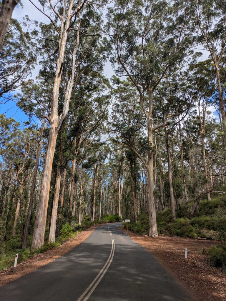 The Boranup Karri Forest in the Margaret River region of Western Australia.