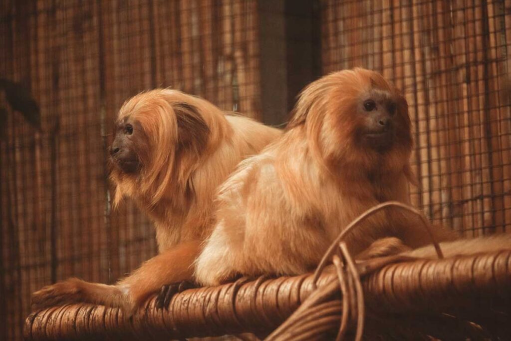 Budapest Zoo in Budapest, Hungary.