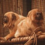 Budapest Zoo in Budapest, Hungary.