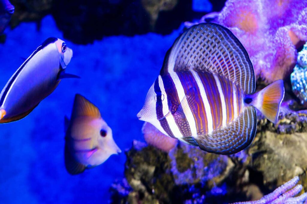 A sailfin tang at Cairns Aquarium in Cairns. Queensland.