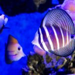 A sailfin tang at Cairns Aquarium in Cairns. Queensland.