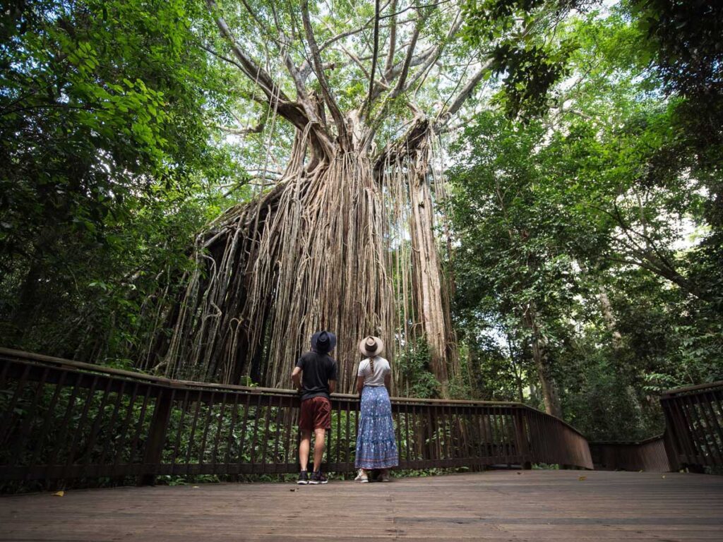 The Curtain Fig Tree in Yungaburra, Queensland.