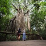 The Curtain Fig Tree in Yungaburra, Queensland.