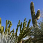 The Desert Botanical Garden in Phoenix, Arizona.