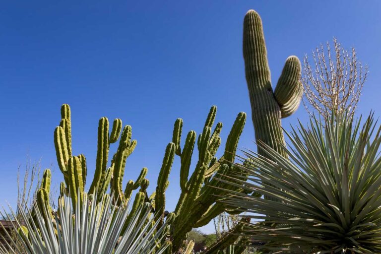The Desert Botanical Garden in Phoenix, Arizona.