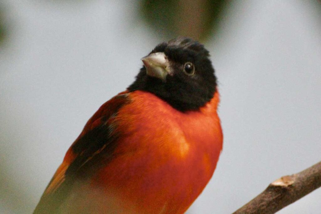 An orange and black finch at the National Aviary in Pittsburgh, Pennsylvania.