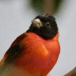 An orange and black finch at the National Aviary in Pittsburgh, Pennsylvania.