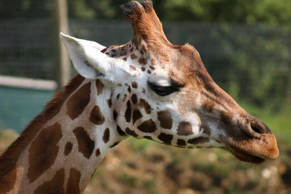 A giraffe at Marwell Zoo, Hampshire.