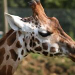 A giraffe at Marwell Zoo, Hampshire.