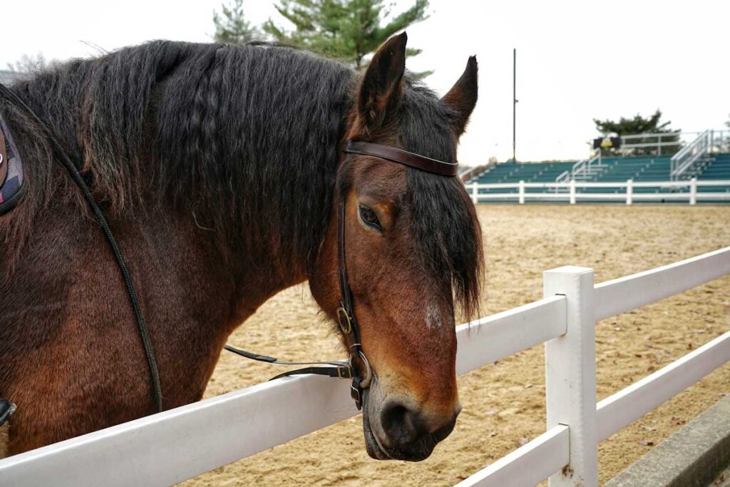 A horse at the Kentucky Horse Park in Lexington, Kentucky.