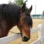 A horse at the Kentucky Horse Park in Lexington, Kentucky.