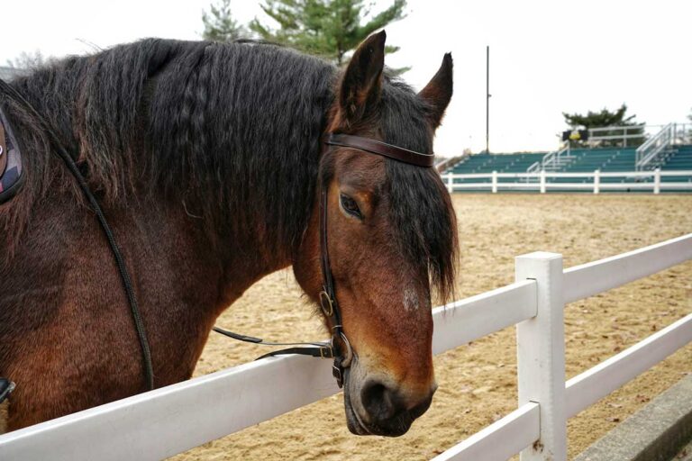 A horse at the Kentucky Horse Park in Lexington, Kentucky.