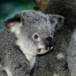 A young koala at Kuranda Koala Gardens near Cairns, Queensland.