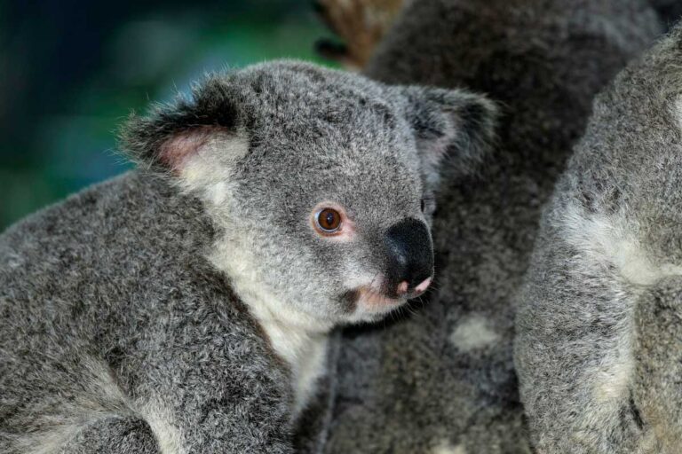 A young koala at Kuranda Koala Gardens near Cairns, Queensland.