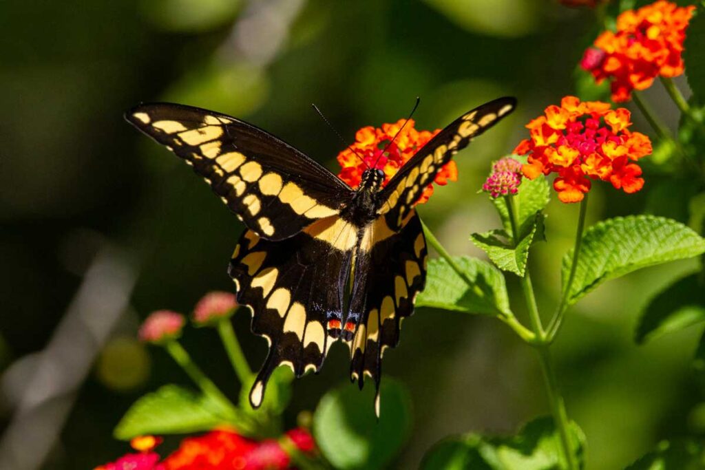 A butterfly in the Memphis Botanic Garden, Memphis, Tennessee